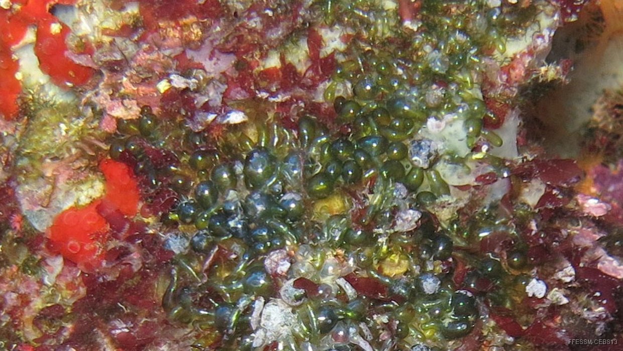 033 Valonie grosse bulle (Valonia macrophysa).jpg - Valonie grosse bulle (Valonia macrophysa) : Algue verte formée de vésicules ovoïdes